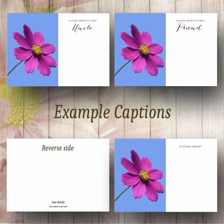 Magenta Cosmos Flower Text Example