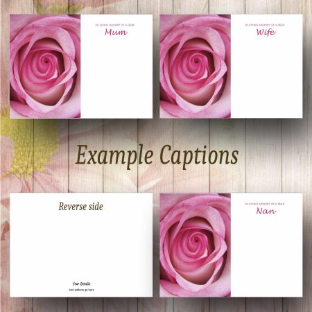 Pink Rose Text Example